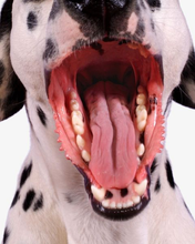 Load image into Gallery viewer, Dog-Toothpaste-Rotisserie-Chicken-Flavor.jpg