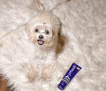 Load image into Gallery viewer, Petsmile-London-Broil-Flavor-Toothpaste.jpg
